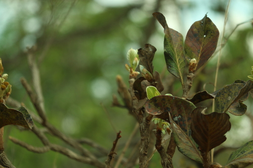Palicourea rigida, photograph 5