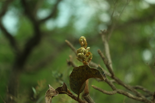 Palicourea rigida, photograph 6