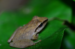 Pristimantis chiastonotus
