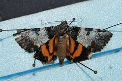 Catocala connubialis