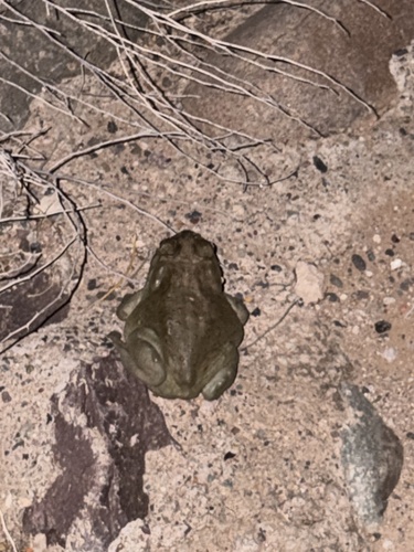 Sonoran Desert Toad