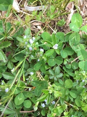 Veronica serpyllifolia