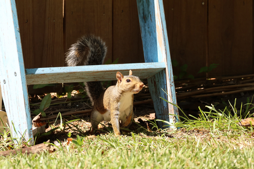 Eastern Gray Squirrel