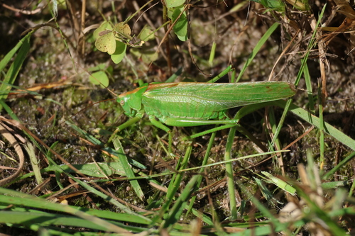 Great Green Bush-cricket