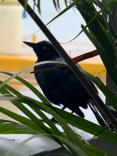 Greater Antillean Grackle
