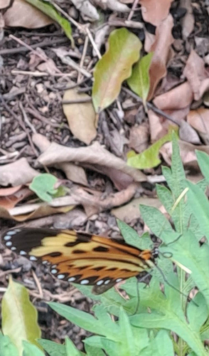 Polymnia Tigerwing