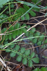 Agrimonia parviflora