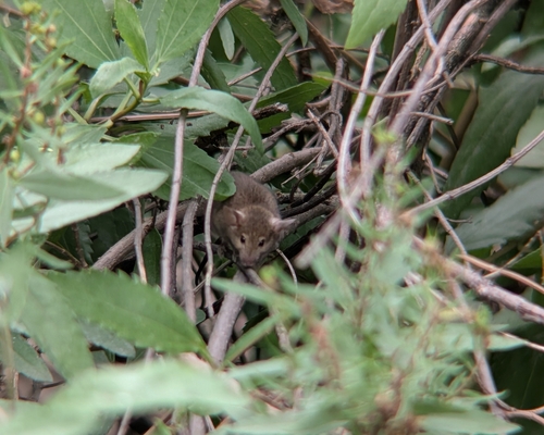 Rat photographed near here on 2026-09-16