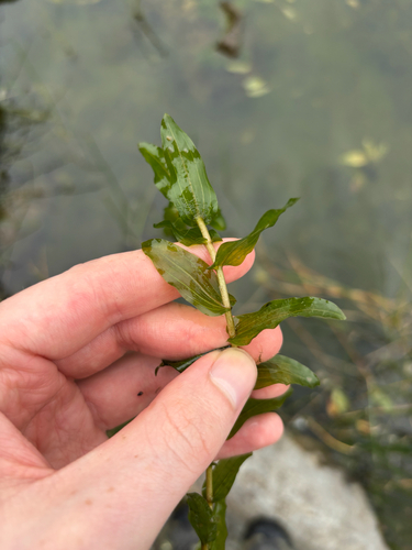 Perfoliate Pondweed
