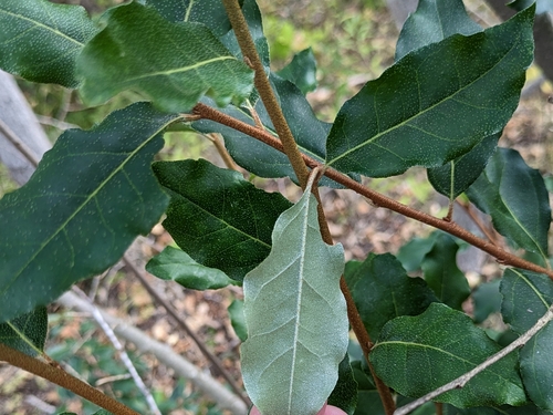 autumn olive