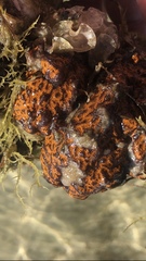 Styelidae