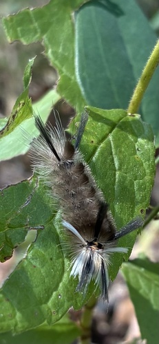 Banded Tussock Moth