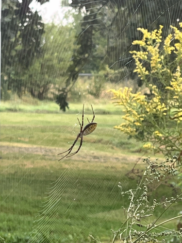 Banded Garden Spider