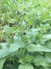 Symphytum × uplandicum