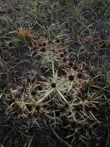 Field Eryngo