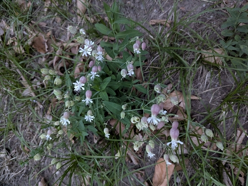 bladder campion