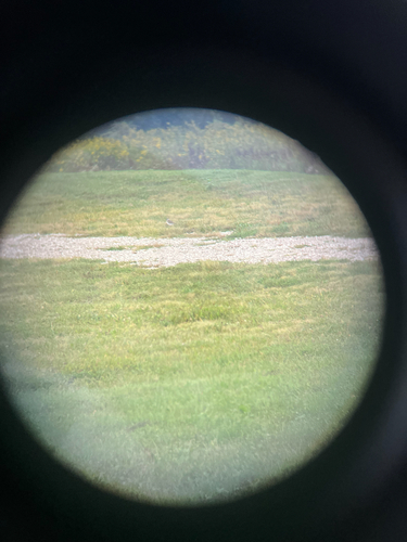 Killdeer