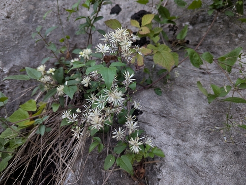 Old man's beard