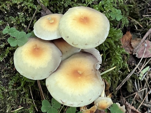 Sulphur Tuft