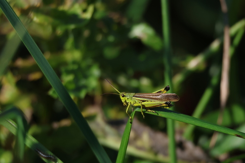 Large Marsh Grasshopper