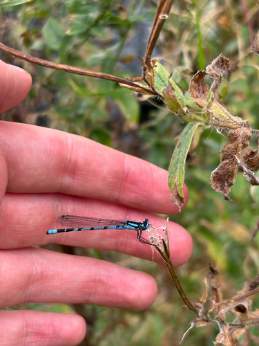 Common Blue Damselfly