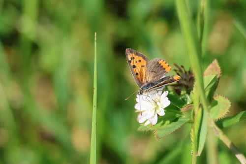 Small Copper