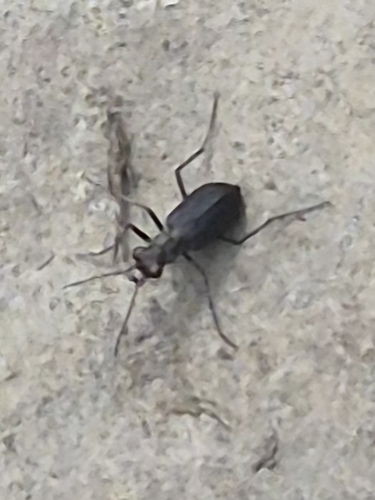 Punctured Tiger Beetle