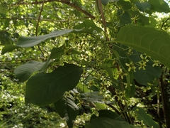 Euonymus hamiltonianus sieboldianus