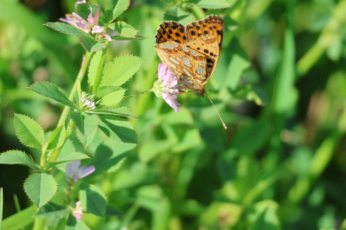 Queen of Spain Fritillary