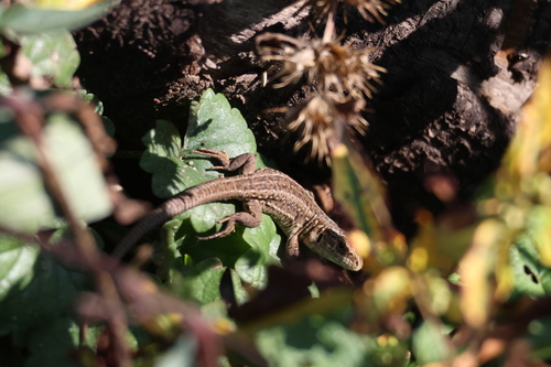 Sand Lizard