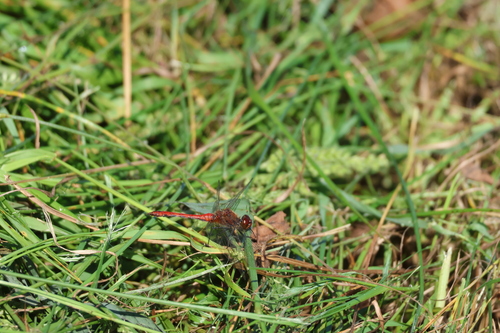 Ruddy Darter