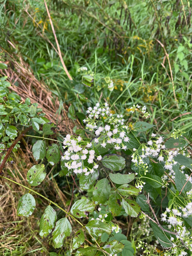white snakeroot