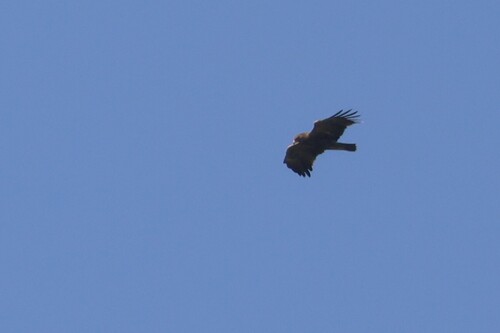 Lesser Spotted Eagle
