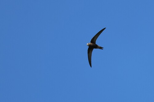 Common Swift