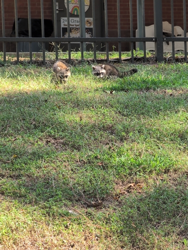 Common Raccoon