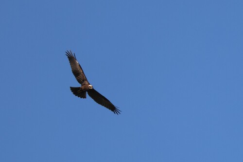 Western Marsh Harrier