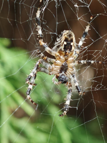 Cross Orbweaver