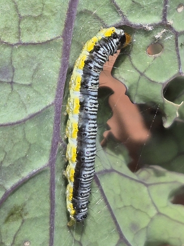 Cross-striped Cabbageworm Moth