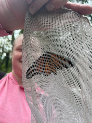 Monarch