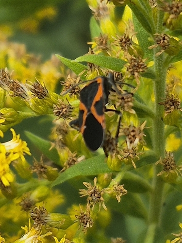 Small Milkweed Bug