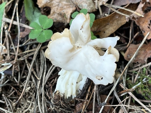 White Saddle