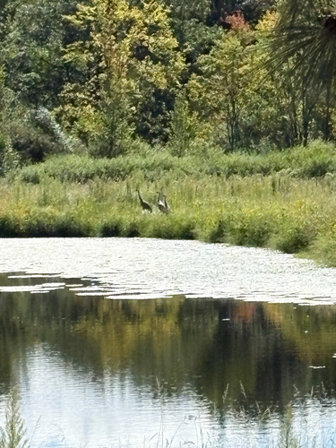 Sandhill Crane