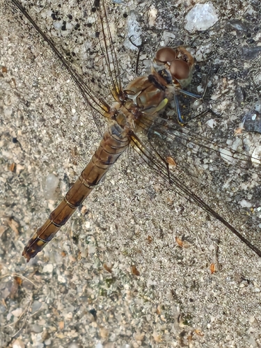 Common Darter