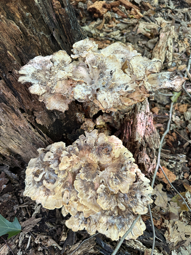Black-staining Polypore