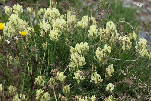 Oxytropis campestris, photograph 2