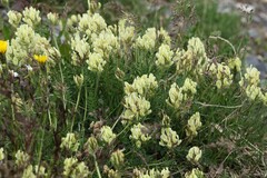 (c) Antoine Thivolle, some rights reserved (CC BY) Oxytropis campestris, photograph (c) Antoine Thivolle, some rights reserved (CC BY)