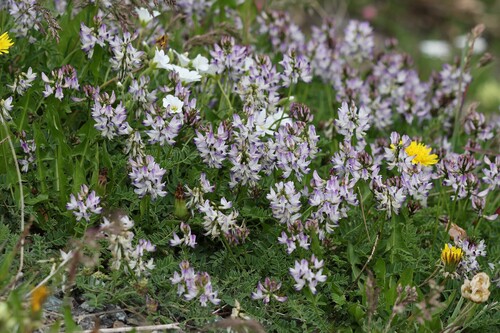 Astragalus alpinus