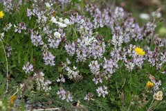 Astragalus alpinus