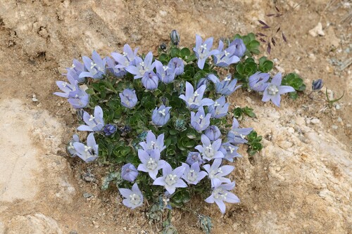 Campanula cenisia, photograph 1