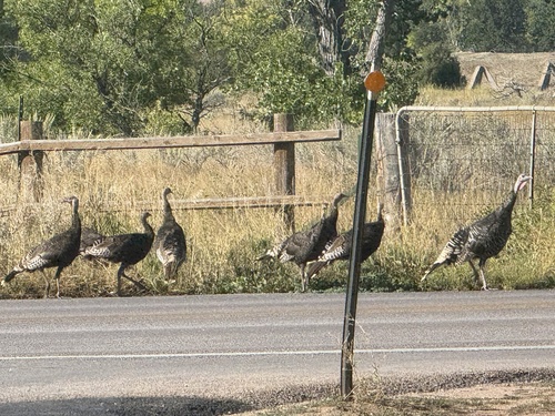 Wild Turkey